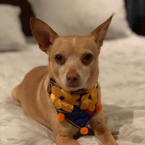 Meet your Posher, Susan